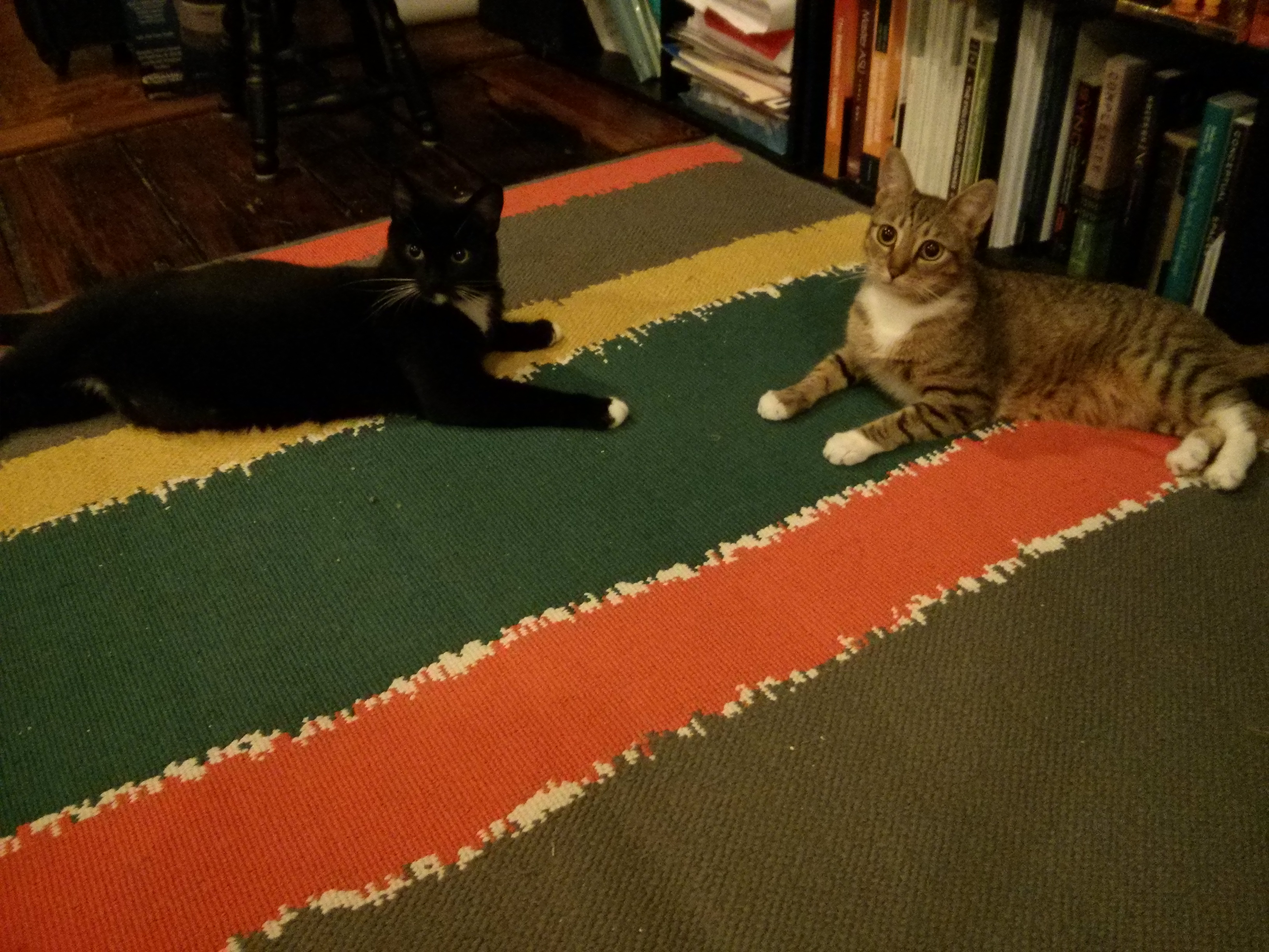 Cat Truce