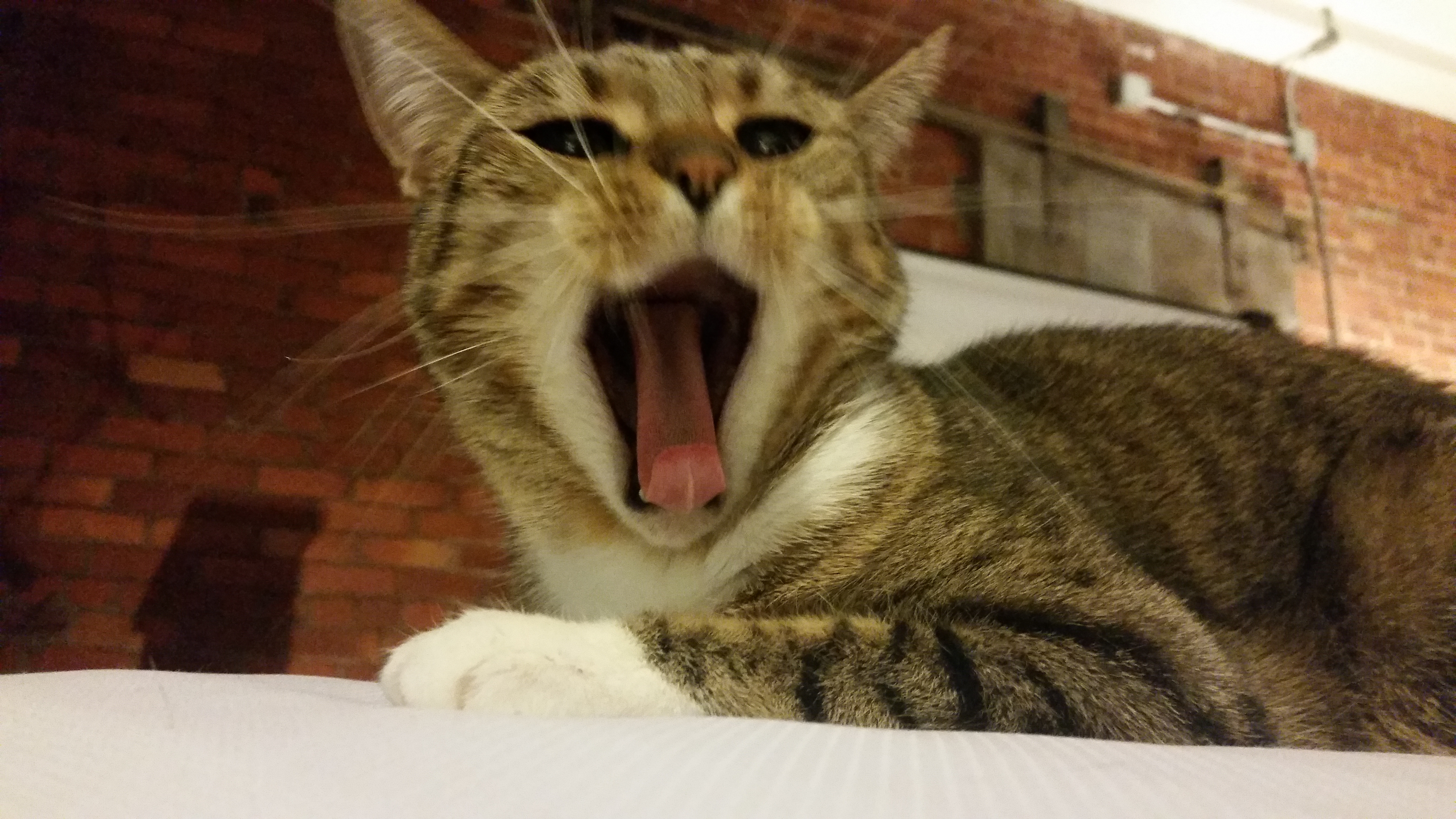 June Yawn